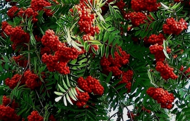 Горобина звичайна