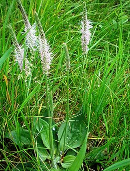 Подорожник