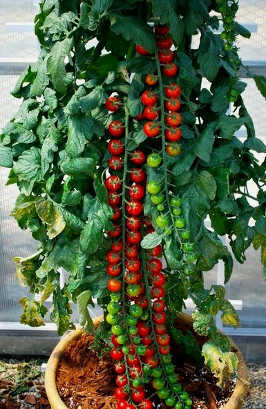 Помідори Рапунцель