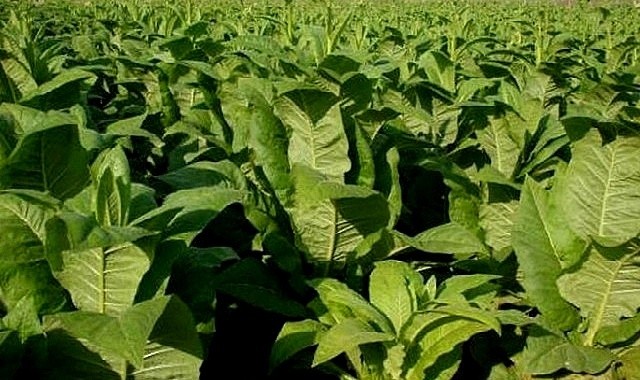 Тютюн справжній