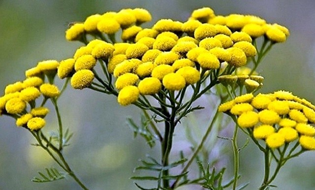 Трави від паразитів