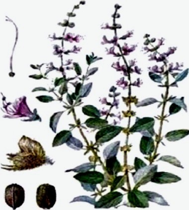 Базилік камфорний