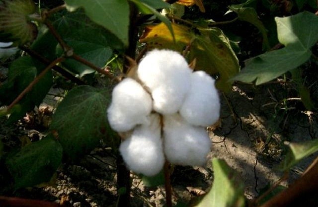 Бавовник шорсткий