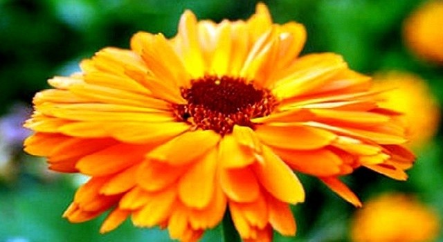 Нагідки лікарські або календула