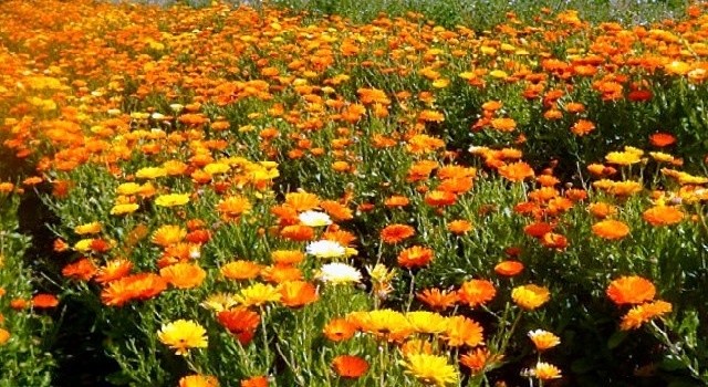 Нагідки лікарські або календула