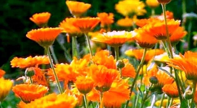 Нагідки лікарські або календула