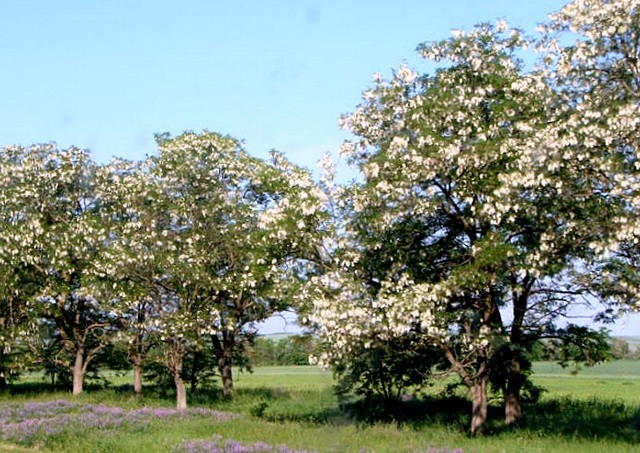 Акація біла або робінія звичайна