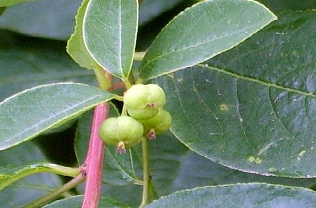 Секурінега кущиста