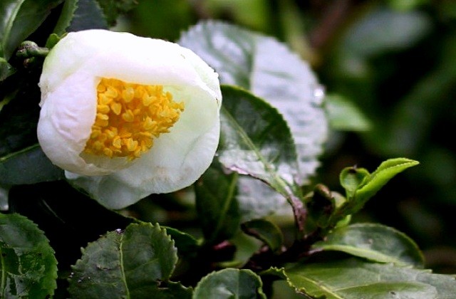 Чай китайський