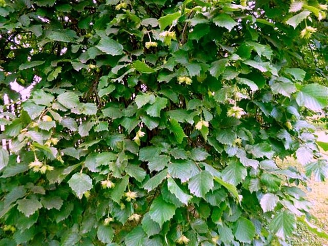 Ліщина звичайна