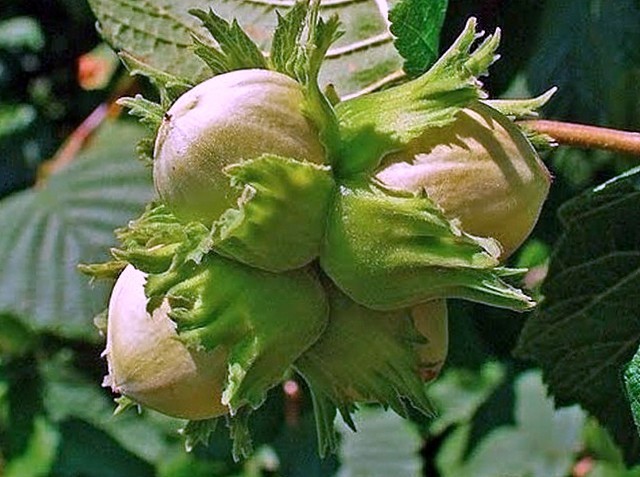 Ліщина звичайна